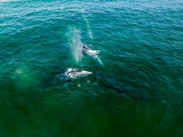 Comment les baleines à bosse enseignent-elles les techniques de chasse à leurs petits?