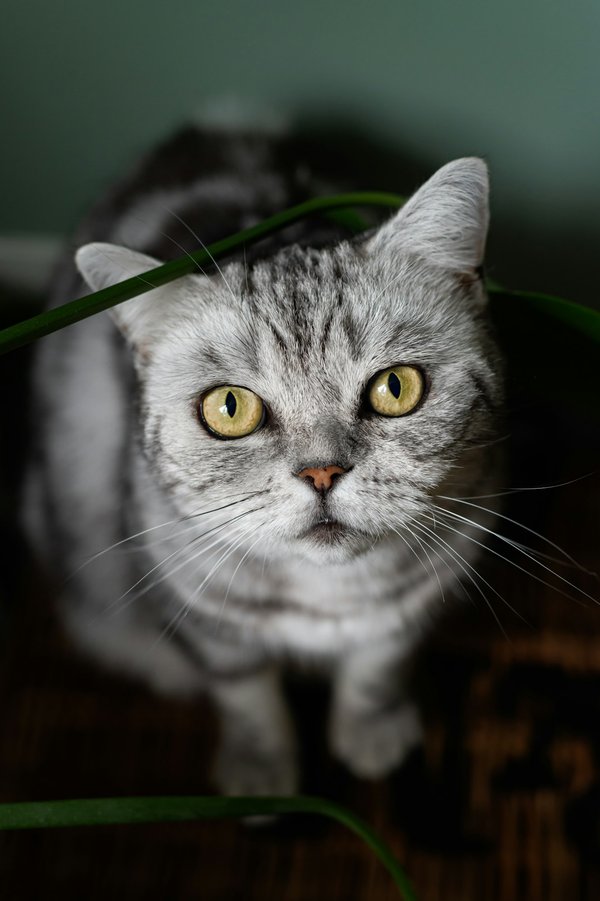 Argent colloïdal pour animaux : le guide complet des soins